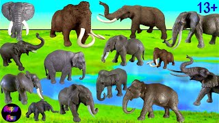 Wild Animals  African Elephants Indian Elephants Mammoths Mastodon Proboscidean 13 [upl. by Rizzi877]