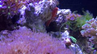 Grundula  Fische im 30 Liter Meerwasser Nano Cube [upl. by Anawd]