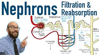 Nephrons  Filtration and Reabsorption Basics [upl. by Gordie]