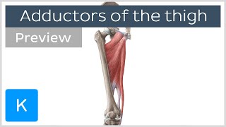 What Are the Adductor Muscles of the Thigh preview  Human Anatomy  Kenhub [upl. by Ajin]