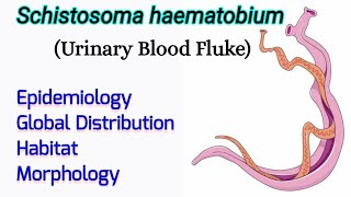 Schistosoma haematobium Epidemiology Distribution Habitat Morphology  Urinary Blood Fluke [upl. by Aronoh774]