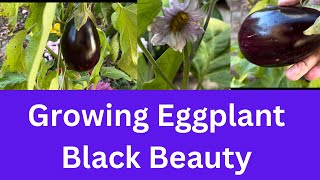 Growing Big Eggplant at Home  Growing and Harvesting Black Beauty Eggplant [upl. by Hajidak615]