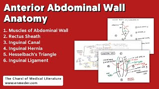 Anterior Abdominal Wall Anatomy  TCML Charts  Abdomen Anatomy  The Charsi of Medical Literature [upl. by Sochor]