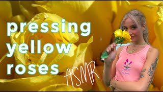 asmr  pressing roses soft spoken [upl. by Klatt497]