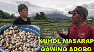 Pangunguha ng kuhol sa palayan masarap gawing adobo Na miss ko Aking lolo😭😭 [upl. by Enerual]