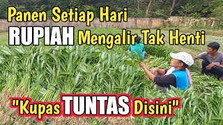 Kupas Tuntas Rahasia Panen Setiap Hari Petani Sayur Agar Rupiah Mengalir Tak henti [upl. by Enneicul]