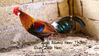 Pure Laos Red Jungle Fowl With a Nice Crow  Qaib Qus Dawb Ntsej 100 Zoo Nkauj Thiab Qua Zoo Heev [upl. by Runstadler23]