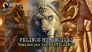 LOS FELINOS HUMANOIDES temidos por los REPTILIANOS [upl. by Osner]