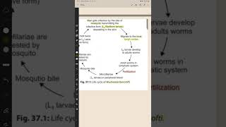 Life cycle of Wuchereria Bancrofti [upl. by Leund]