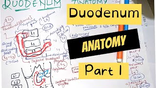 DUODENUM ANATOMY  PART 1 [upl. by Diet965]