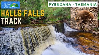 Tasmania Day 4 🌿💦 Halls Falls Walk 🦔Echidna spotted on trail 🍃Pyengana [upl. by Eugeniusz]