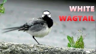 BERGERONNETTE GRISE  White Wagtail [upl. by Mcquillin]