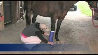 How To Wrap a Horses Leg [upl. by Auhs587]