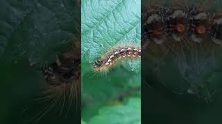 Euproctis chrysorrhoea  Browntail moth  bombyx cul brun  Eating time [upl. by Daryle]