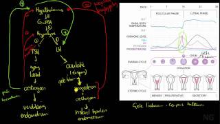 415  Hormonale regulatie van de menstruatiecyclus [upl. by Inglis]