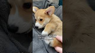 Canine features of the muzzle🐶 corgi dogs cute features pets corgilove funny dogslife [upl. by Low]