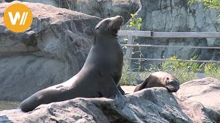 Seelöwe  Unsere Tierwelt Kurze Tierdokumentation [upl. by Lajib]