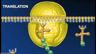 Proteinsyntesen bio C [upl. by Harol765]