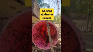 Abelhas fazendo limpeza insetos abelhas natureza mel cera propolis [upl. by Kaitlynn]