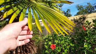 Trachycarpus fortunei  The Chinese Windmill Palm [upl. by Arahset]