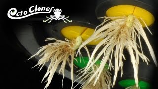 How To Clone Plants Easily And Quickly  The OctoCloner  Cloning 101 [upl. by Held]