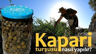 KAPARİ TURŞUSU NASIL YAPILIR TOMURCUK KAPARİ HOW TO MAKE CAPER PICKLES CÓMO HACER PICAS DE CAPER [upl. by Uta]