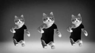 Beyonce Kittens [upl. by Amin]