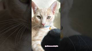 They like to ride cat catvideos kitten shorts cute [upl. by Aubarta256]