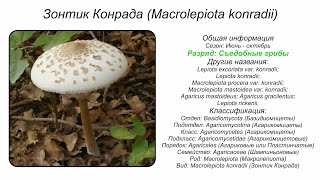 Зонтик Конрада Macrolepiota konradii [upl. by Shear786]