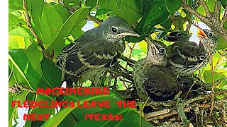 MOCKINGBIRD FLEDGLINGS PREPARE TO LEAVE THE NEST MAY 2020 [upl. by Hanako]