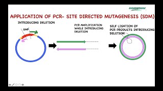 PCR APPLICATIONS IN CLONING SITE DIRECTED MUTAGENESIS amp SEQUENCING PART I  MAY 2021 [upl. by Aztiray581]