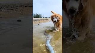 Dog Do Fishing 🎣😋New Viral Gadgets 😎 Smart Appliances 😱 Kitchen UtensilsHome Inventions shorts [upl. by Aniwde345]