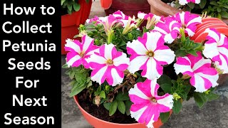 How to collect petunia seeds Save petunia seeds for next season [upl. by Anaujahs]