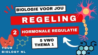 5 vwo  Regeling  2  Hormonale regulatie [upl. by Cele178]