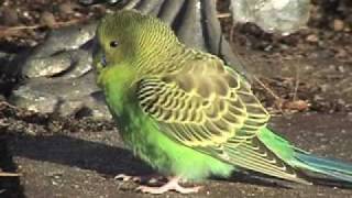 Wild Parakeet in Backyard [upl. by Yusuk]