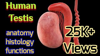 Human Testis Anatomy Histology Functions  Male Reproductive System of Human  AM Biologie Notes [upl. by Alolomo]