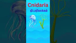 Cnidaria  Sea origen  Jellyfish  Corals  sea anemones  hydras [upl. by Pompei688]