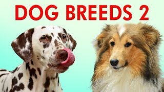 DOG BREEDS  Part 2  Learn Different Types of Dogs  Breeds of Dogs 101 [upl. by Submuloc490]