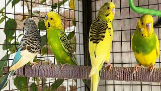 Relaxing Budgie Sounds  Peaceful Chirps from a Budgie Aviary  Let your birds enjoy the video [upl. by Ettenwahs228]