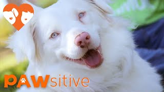 You Wont Believe This Dog is Special Needs  PAWsitive 🧡 [upl. by Letsirc977]