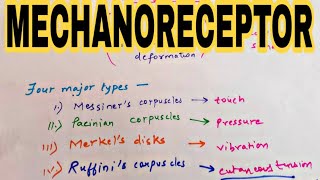 Mechanoreceptor  Types of Mechanoreceptor [upl. by Shaner]