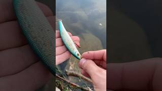 Petit trouvaille du jour  fishingvideo fishing pecheur [upl. by Odnalra]