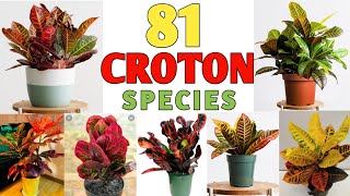 81 Croton Plant Species  Croton Plant Varieties with names  Plant and Planting [upl. by Eikcuhc]