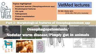 Nodular worm infectionOesophagostomiasis in sheep goat cattle pigMorphology of Oesophagostomum [upl. by Tamar]