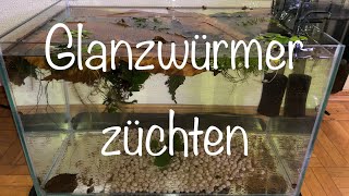 Glanzwürmerzucht Lumbriculus variegatus SuperFood für Fische 🐟 🐠 [upl. by Nylynnej]