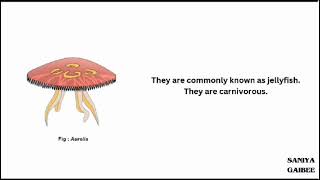 classification of phylum Coelenterata [upl. by Lede]