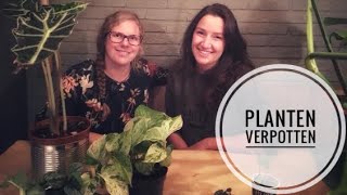 🍀🌿🌱 Handige tips en trics om je planten te verpotten 🌱🌿☘️ [upl. by Aittam843]