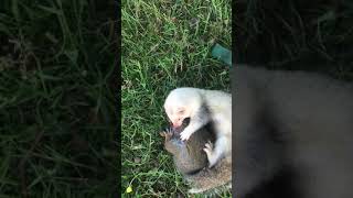 Ferret vs squirrel with bobby 1  pest control [upl. by Isaiah]