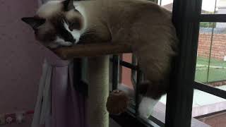 April the Snowshoe Cat has weird sleeping positions [upl. by Karab358]