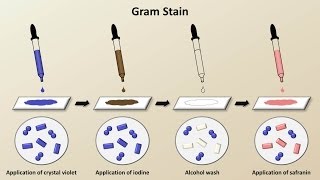 Classification of Bacteria Antibiotics  Lecture 1 [upl. by Yrotciv]